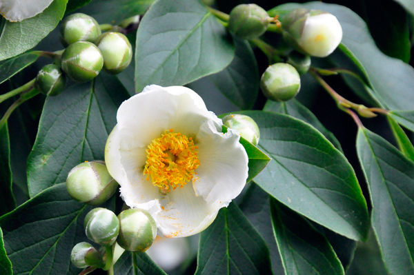 flower in Bartlett Arboretum